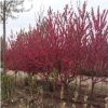 基地直銷(xiāo)紅葉碧桃 工程綠化苗木 庭院觀賞花卉 規(guī)格齊全