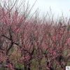 基地直銷(xiāo)紅梅樹(shù)苗 庭院室內(nèi)盆栽 紅梅小苗量大批發(fā)