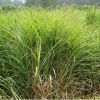 基地直銷(xiāo)園林種苗細(xì)葉芒 量大從優(yōu) 細(xì)葉芒 貨源充足