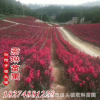 廠家直接美國三紅紫薇 紅火箭 美國紅花紫薇批發 量大從優