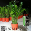 批發(fā)盆栽植物 金錢樹 可水培辦公室花卉 室內(nèi)進(jìn)化空氣防輻射