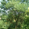 批發(fā)園林綠化喬木合歡，公園小區(qū)綠化苗木及各種小苗，規(guī)格齊全