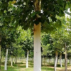 農(nóng)戶直銷園林綠化工程喬木法桐樹，法國(guó)吾桐行道樹首選苗木