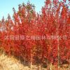 美國紅楓樹苗批發(fā)園林綠化苗木秋火焰 庭院風(fēng)景樹嫁接紅楓苗