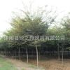 櫸樹樹苗批發(fā)工程綠化苗木紅櫸樹苗 市政行道防護(hù)樹櫸樹小苗