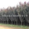 紫葉李樹苗批發(fā)彩色綠化苗木速生紅葉李苗
