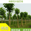 供應法國梧桐 梧桐樹苗基地 法桐價格 法國梧桐高成活率 大量法桐苗 苗木基地