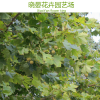 供應法桐樹苗種植銷售地/法桐樹苗價錢/法桐樹苗種基地/法桐樹苗