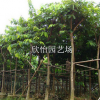 大葉紫薇（大花紫薇）優(yōu)質(zhì)大葉紫薇、洋紫薇基地、園林景觀