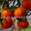 批發(fā)果樹苗珍貴新品種【中華紅甜桔】皮薄肉甜 水分足南北方適種