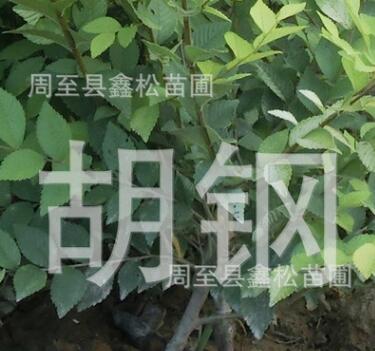 批發金葉榆 金葉榆造型/金葉榆球