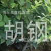 批發金葉榆 金葉榆造型/金葉榆球