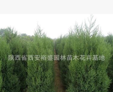 供應刺柏/塔柏/檜柏/圓柏/甘肅綠化苗木刺柏球 塔柏球/龍柏球
