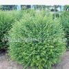 供應(yīng)美人蕉/大麗花 西安綠化工程苗木花卉批發(fā)基地美人蕉/大麗花