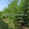 園林工程竹子 竹子苗 竹子 剛竹青竹庭院圍墻綠籬風(fēng)景竹類植物
