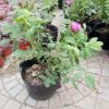月季 四季玫瑰 月季花 批發(fā)低價(jià)供應(yīng)四季玫瑰青州花卉基地