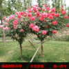 樹狀月季樹形樹樁月季花苗高檔植物稀奇大花濃香當(dāng)年開花