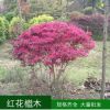 紅繼木 紅花檵木球 紅花繼木 耐旱 工程苗木 庭院綠植