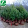 檜柏批發(fā)花卉林木綠化 檜柏 側(cè)柏 市政園林 工程綠化 苗木植物