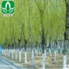 基地供應綠化苗木垂柳 護坡 垂柳樹苗 綠化工程 庭院專用