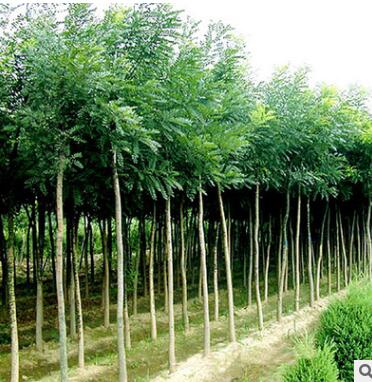 產地直銷臭椿樹苗 低價供應3-20cm臭椿苗 行道樹 規(guī)格齊全易成活