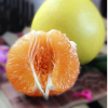 果樹苗木批發(fā) 嫁接南方北方新品果苗 黃肉柚子苗 泰國(guó)黃心金柚苗