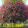 紅葉石楠火焰紅，行道樹，林陰庭院佳品，顏色鮮艷，產地直綃