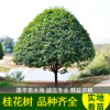 桂花樹 10公分 庭院別墅綠化優質綠化四季常青 基地直銷