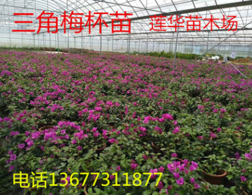三角梅為常綠攀援狀灌木，喜溫暖濕潤氣候。