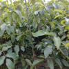 基地批發(fā)香菱核桃苗 全國(guó)直銷 品種多樣齊全 高產(chǎn)量核桃苗送技術(shù)