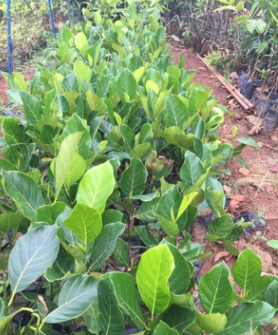菠蘿蜜苗 果樹苗 菠蘿苗 基地直銷