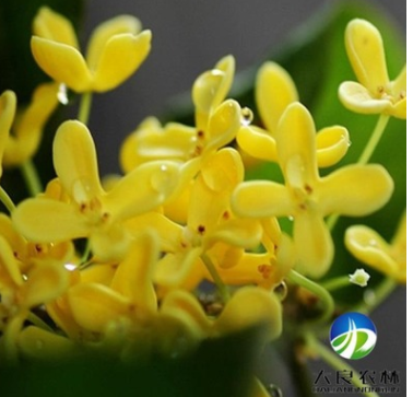 批發(fā)優(yōu)質(zhì)桂花樹苗 苗木基地直銷 綠化工程苗 成活高 量大批發(fā)