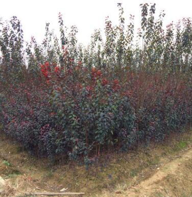 專業種植紫葉李 2-8公分紅葉李 產地直銷 樹苗生長旺盛