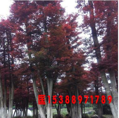 供應綠化苗木紅楓 紅楓樹苗 美國紅楓 專業種植養護