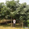 沭陽苗圃直銷七葉樹苗8CM~10CM七葉樹苗木價格