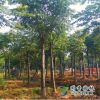 沭陽苗圃供應黃山巒樹苗8CM~12CM工程綠化行道樹風景樹樹型優(yōu)美