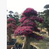 供應【 紅花繼木樁 】多年精品造型,別墅風景樹，花開紅色