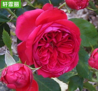 紅色達(dá)芬奇月季紅色月季苗圃花卉批發(fā)公園庭院綠植批發(fā)
