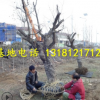 山東大棗樹基地批發(fā)占地大棗樹大規(guī)格棗樹直徑20-25-30公分大棗樹