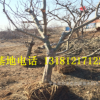 批發(fā)百年山楂樹(shù)10公分15公分20公分大山楂樹(shù)占地綠化山楂大樹(shù)樹(shù)樁
