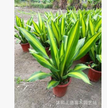 室內(nèi)盆栽植物 觀賞花卉盆景 金邊巴西鐵盆栽