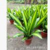 室內(nèi)盆栽植物 觀賞花卉盆景 金邊巴西鐵盆栽
