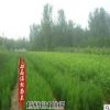 苗圃批發側柏苗四季常青園林道路小區山坡綠化側柏盆栽苗規格全