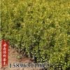 基地批發瓜子黃楊小苗大葉黃楊球庭院園林道路小區觀葉綠化工程