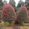 大量供應紅葉石楠球 紅葉石楠樹1-15cm