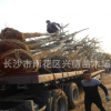 欒樹供應 湖南黃山欒樹15-18-20公分骨架全冠 移栽風景樹
