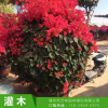 園林綠化 喬木 植物 三角梅 園林風(fēng)景觀光 動(dòng)物園花園批發(fā)