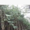 洋紫荊樹苗小數觀賞洋紫荊花6公分10公分胸徑