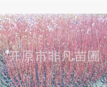 供應紅瑞木播種小苗 紅瑞木工程苗