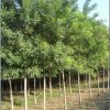 河北保定基地專供國槐樹 樹苗 工程苗 數(shù)量巨大